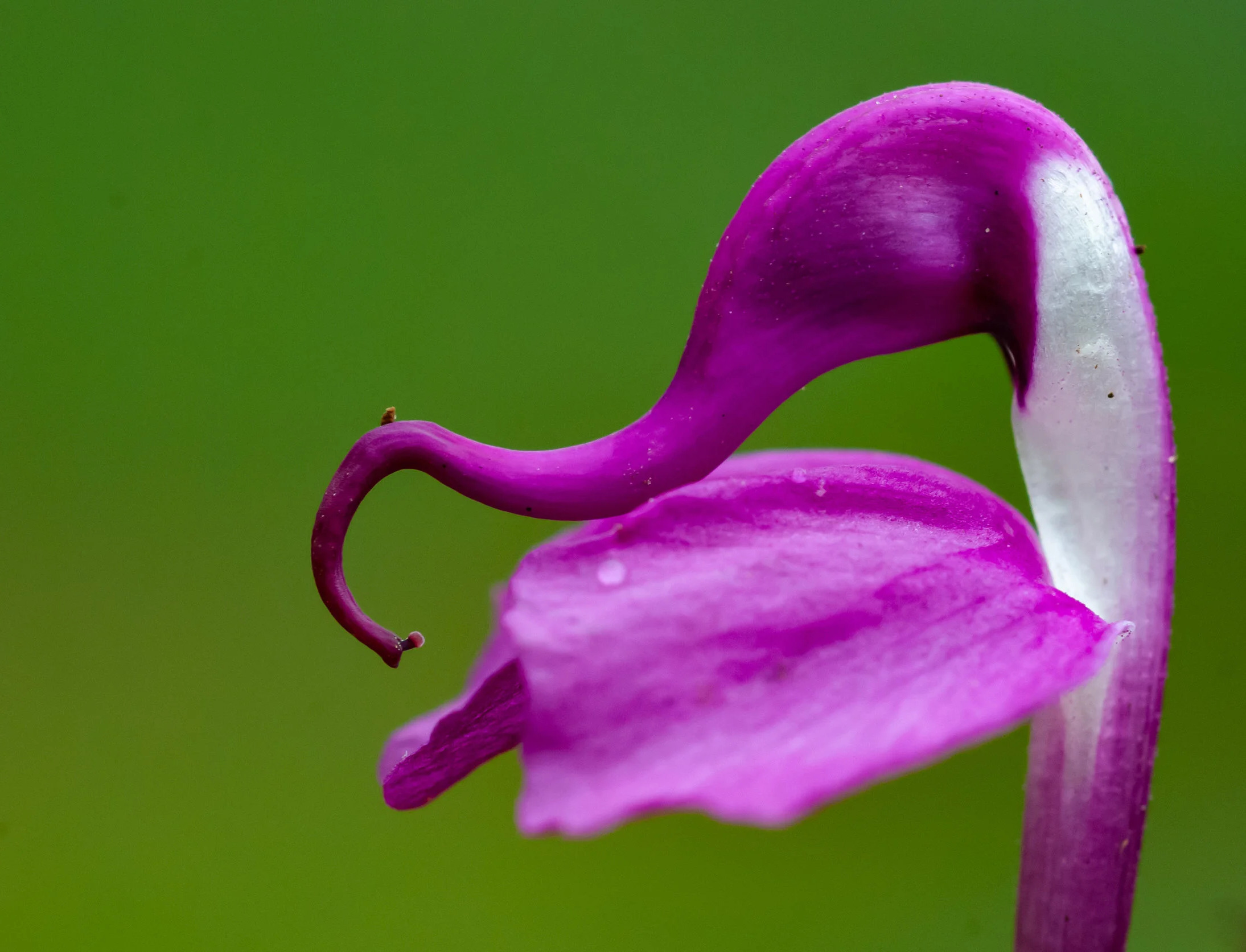 Pedicularis integrifolia in the Hengduan Mountains