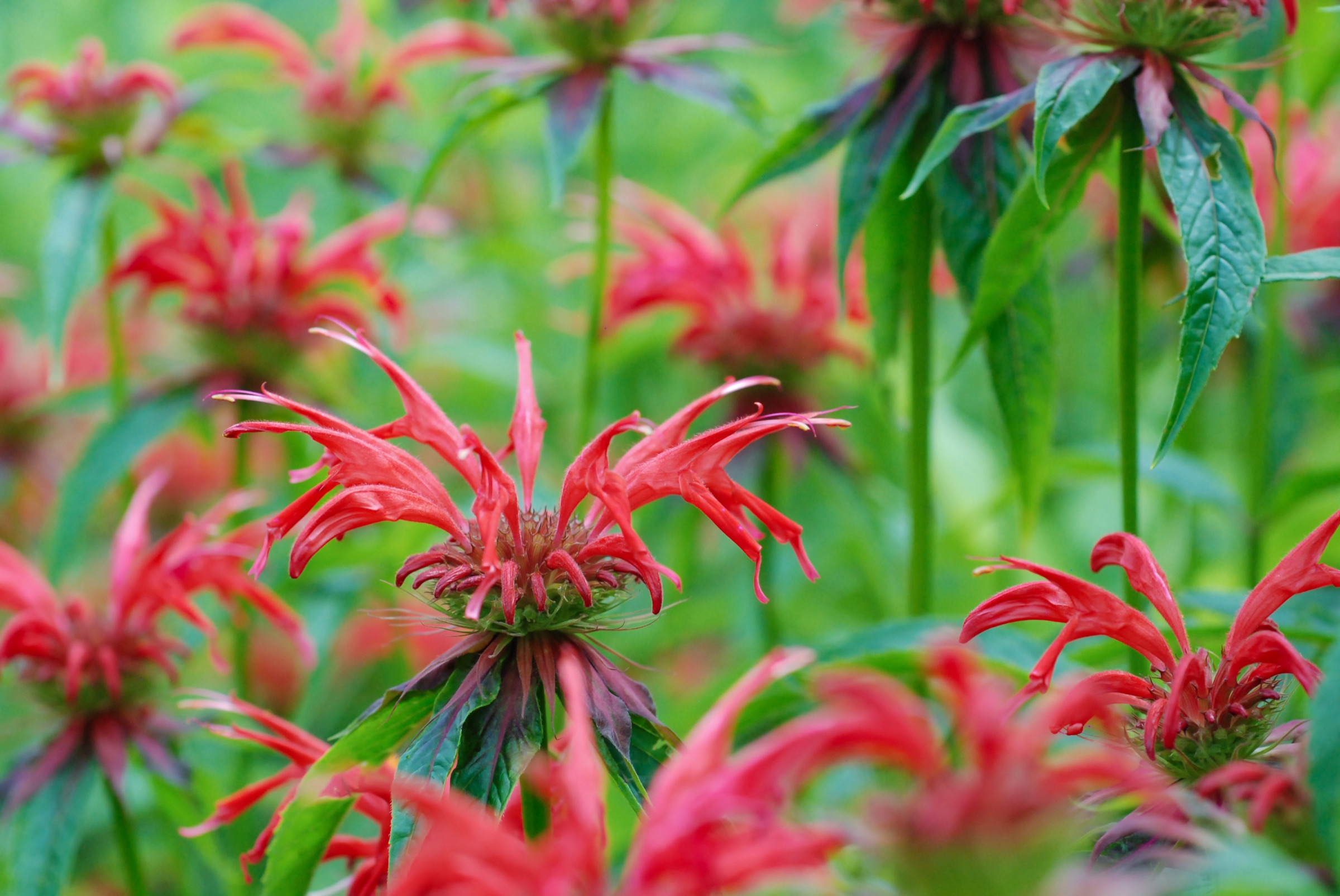 Red flowers of Monarda didyma