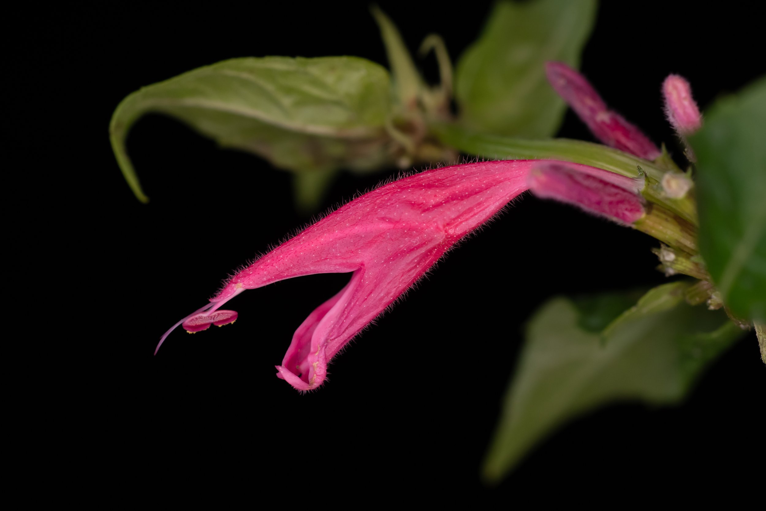 Close view of the vivid pink tubular flower of Monarda eplingiana