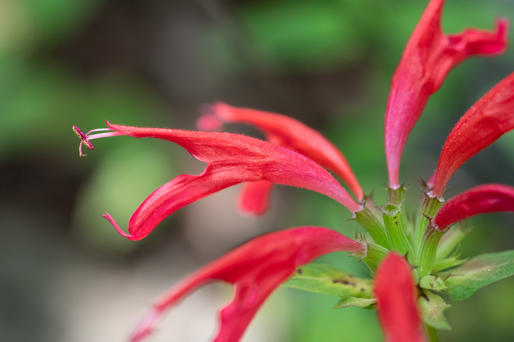 A flowering Monarda plant