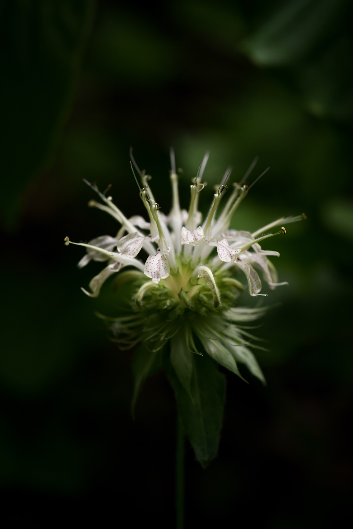 White-flowering Monarda
