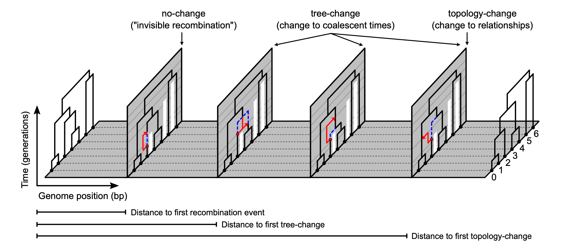 Conceptual diagram of genealogical changes embedded within a species tree