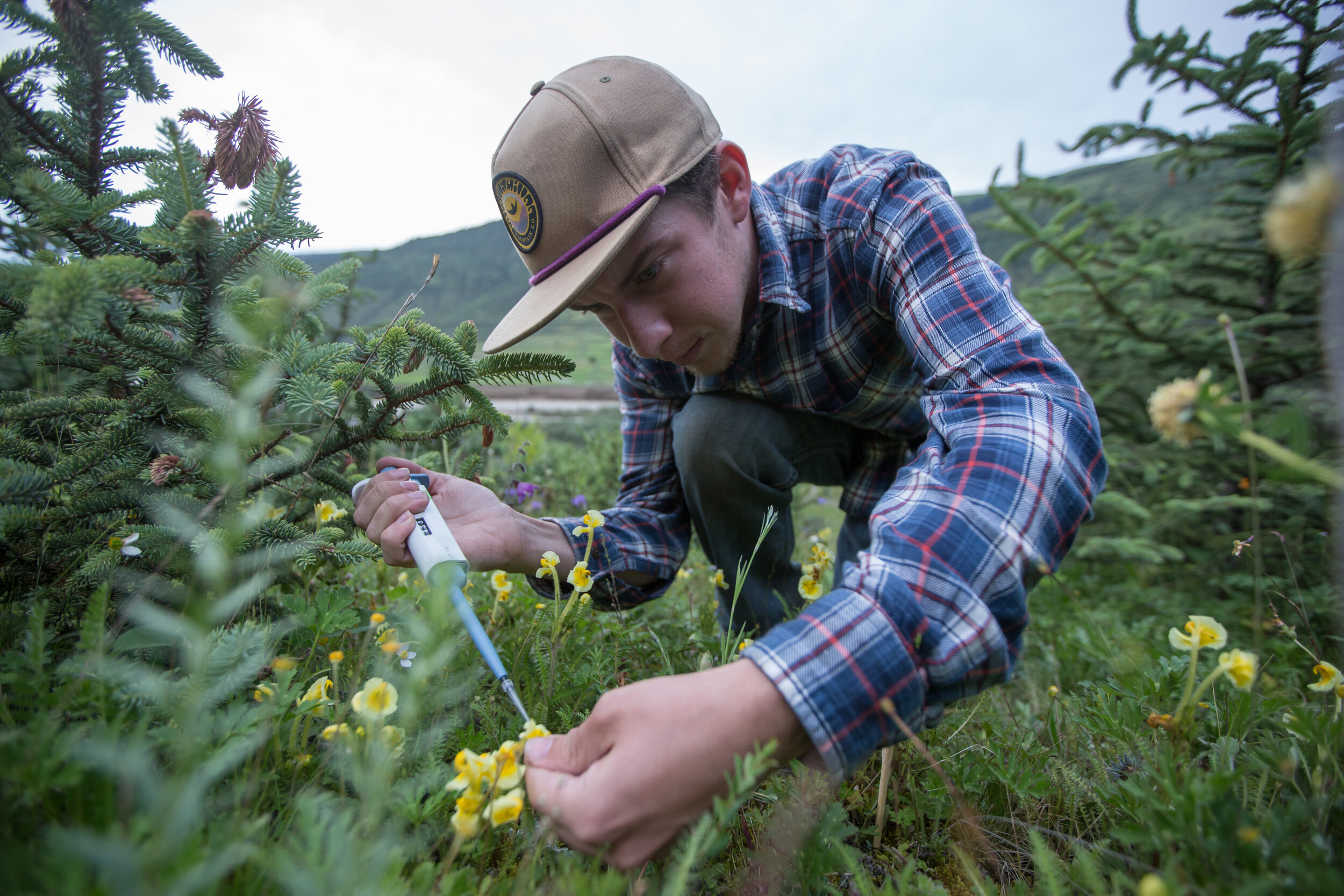 Patrick pipetting quantum dots onto a Pedicularis flower in a field site