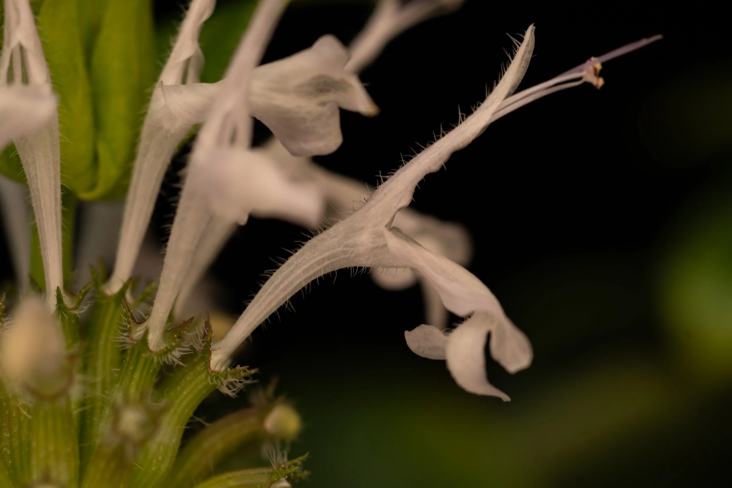 Monarda brevis flowering against a dark background