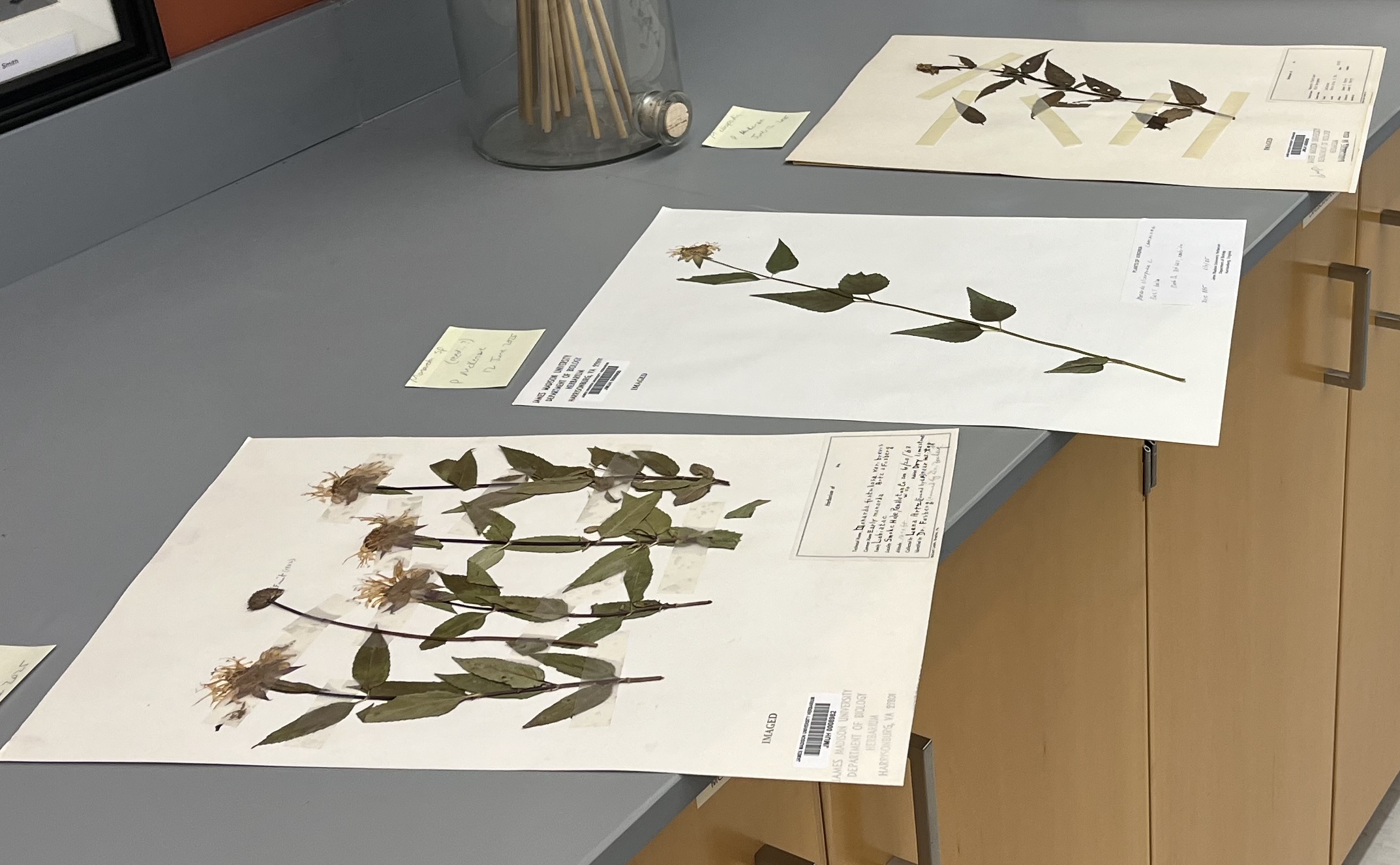 Pressed Monarda specimens arranged for comparison